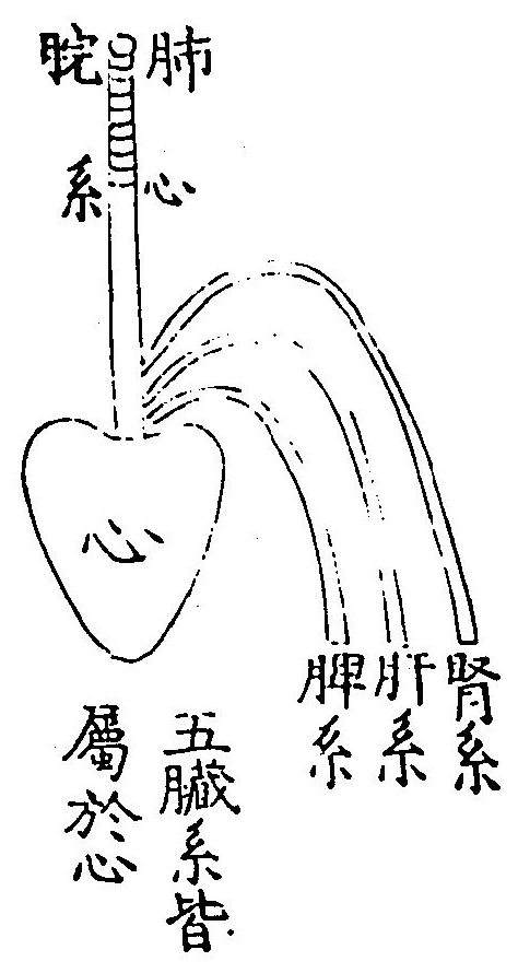 心臟圖